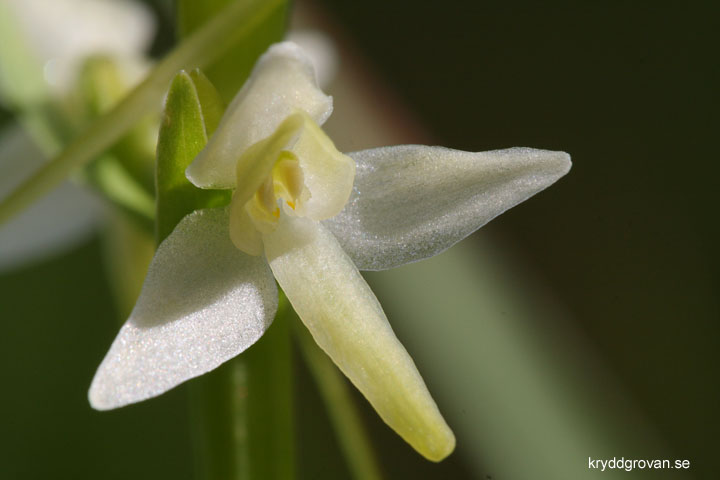 Nattviol, Platanthera bifolia 