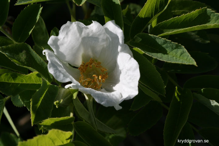 Kanelros vit variant, Rosa majalis ssp. alba 