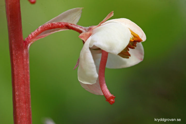 Vitpyrola, Pyrola rotundifolia 
