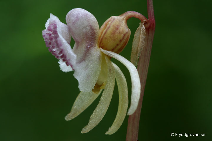 Skogsfrun, Epipogium aphyllum 