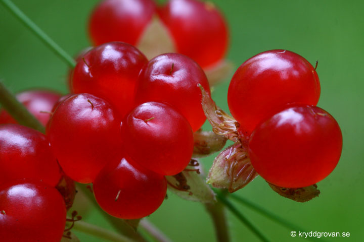 Stenbär, Rubus saxatilis